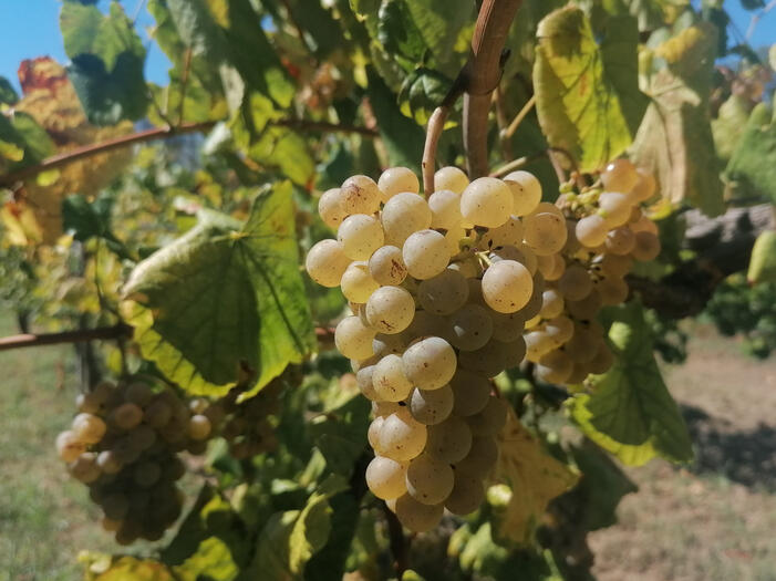 Alvarinho