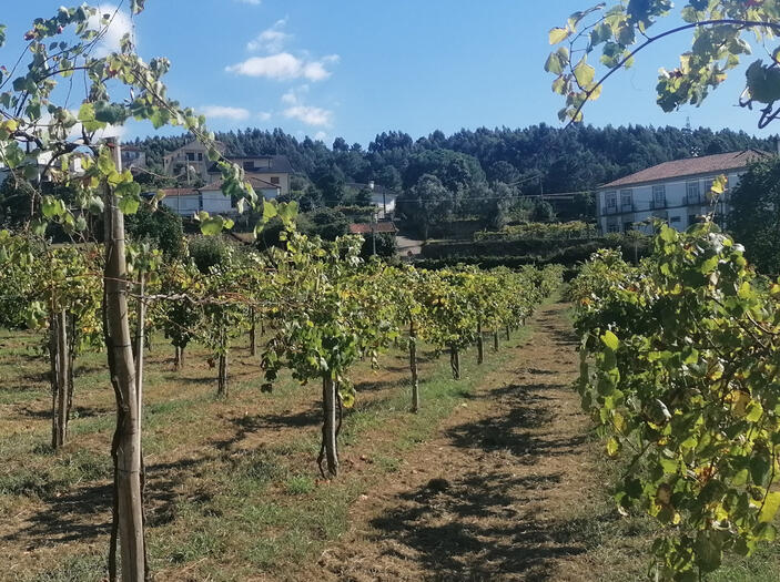 Alvarinho view